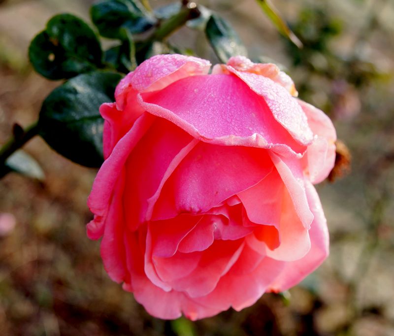 DSC07867.JPG