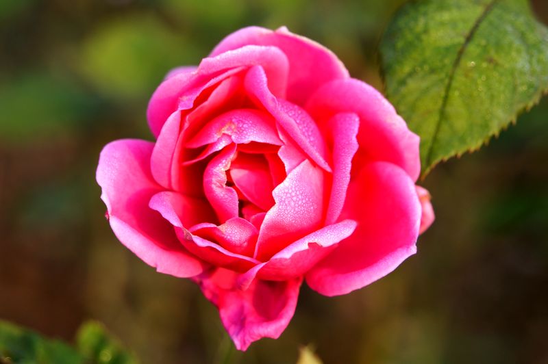 DSC07862 - .JPG