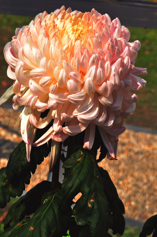 DSC_0107-1_.jpg