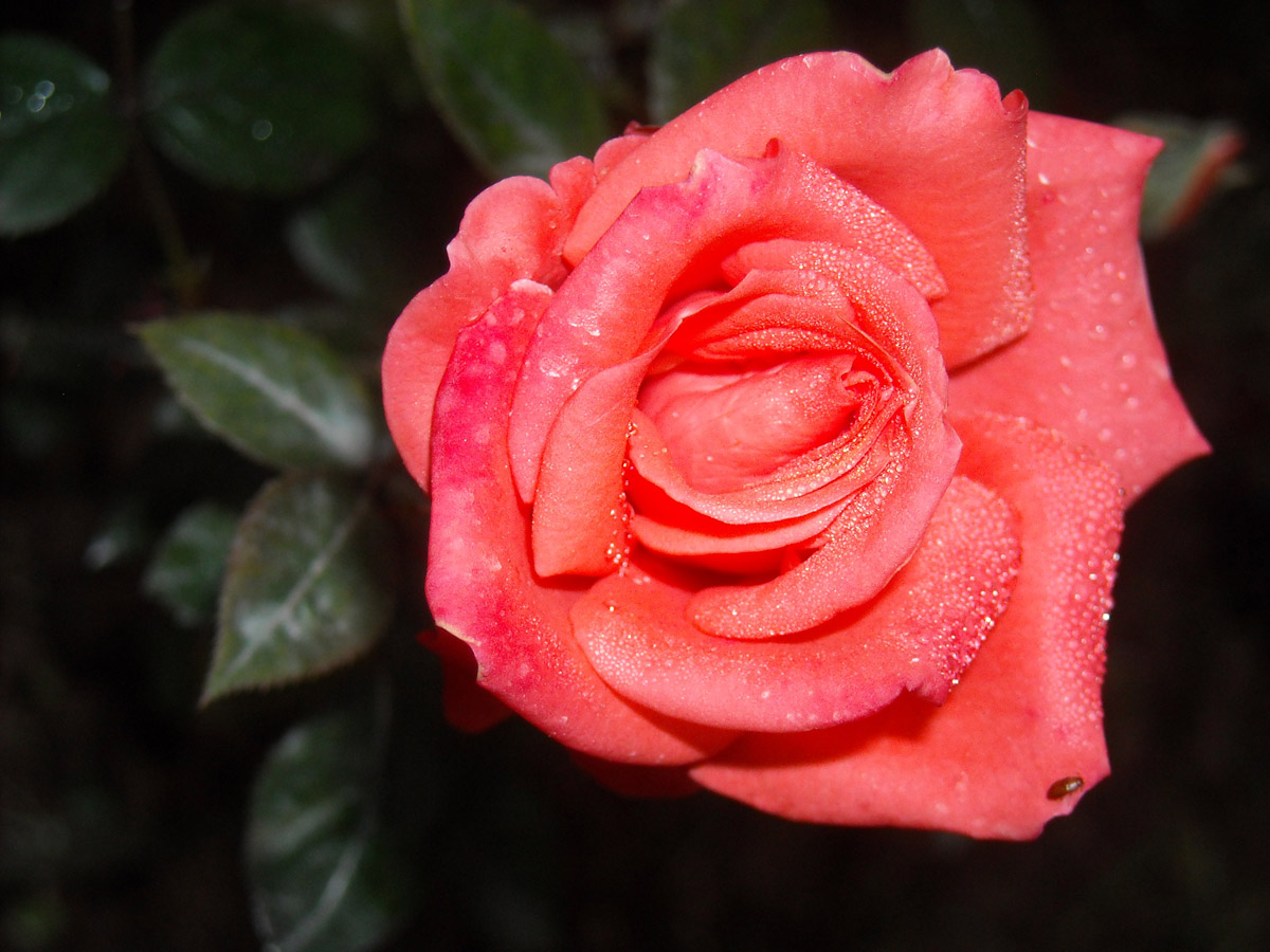 DSCN0767.JPG