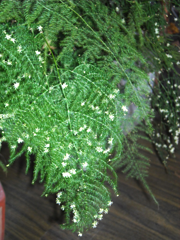 DSCN0810.JPG
