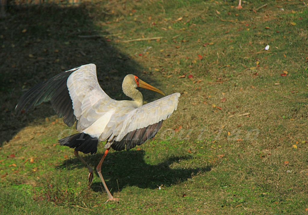 IMG_7367_.JPG