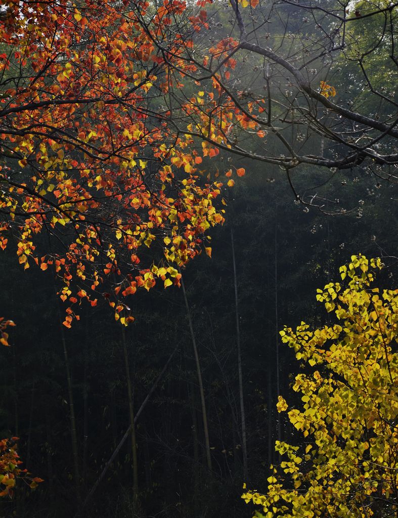 _DSC5092A.jpg