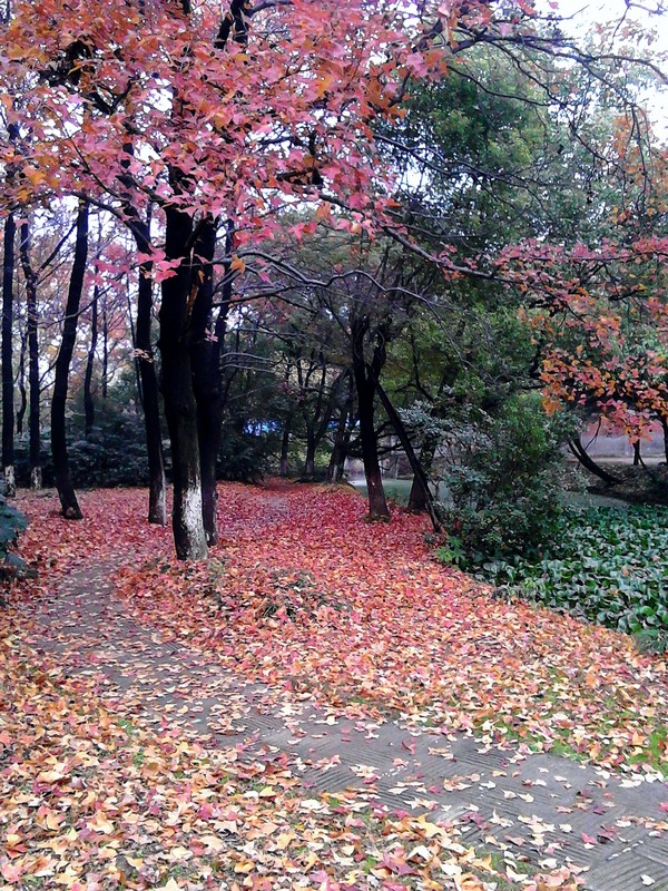 IMG_20121202_152048=1.jpg