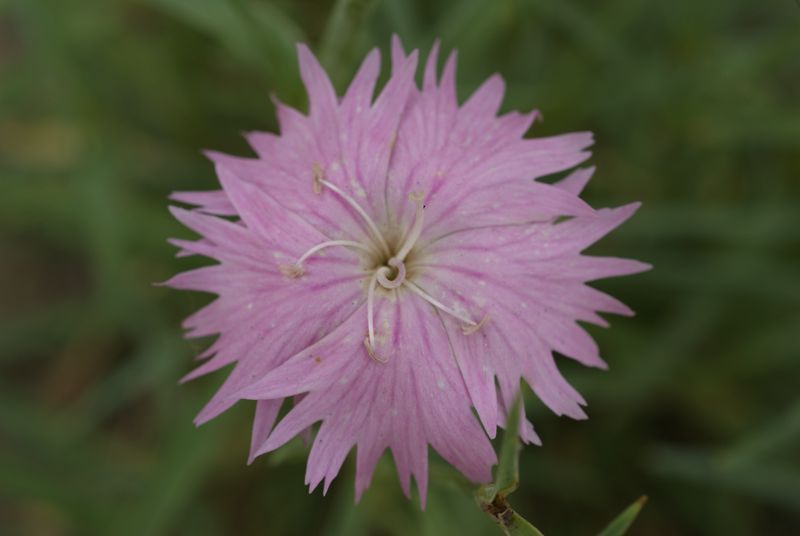 DSC08377.JPG