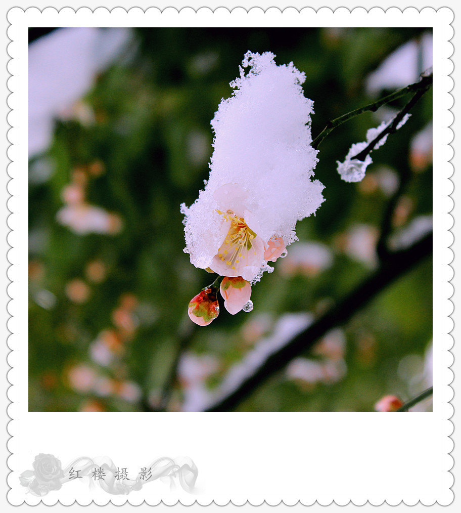 ѩ÷_0533_.jpg