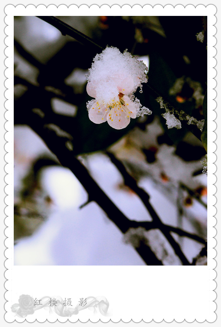 ѩ÷_0553_.jpg