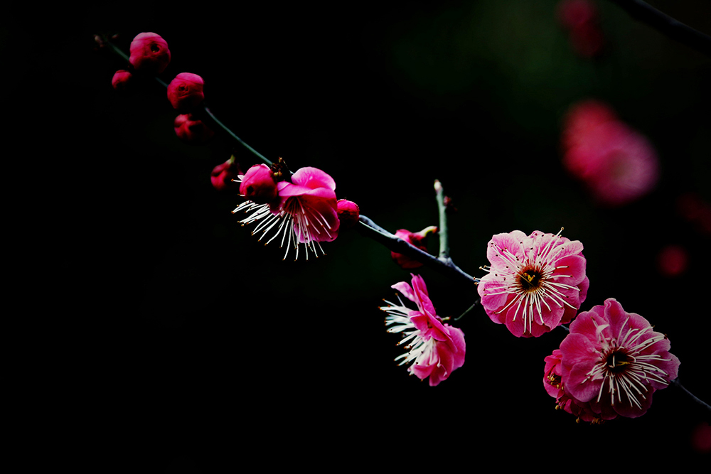 _K8A0112_.jpg