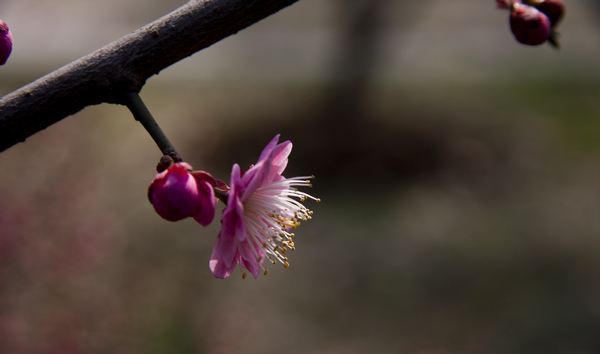 _MG_1236.jpg