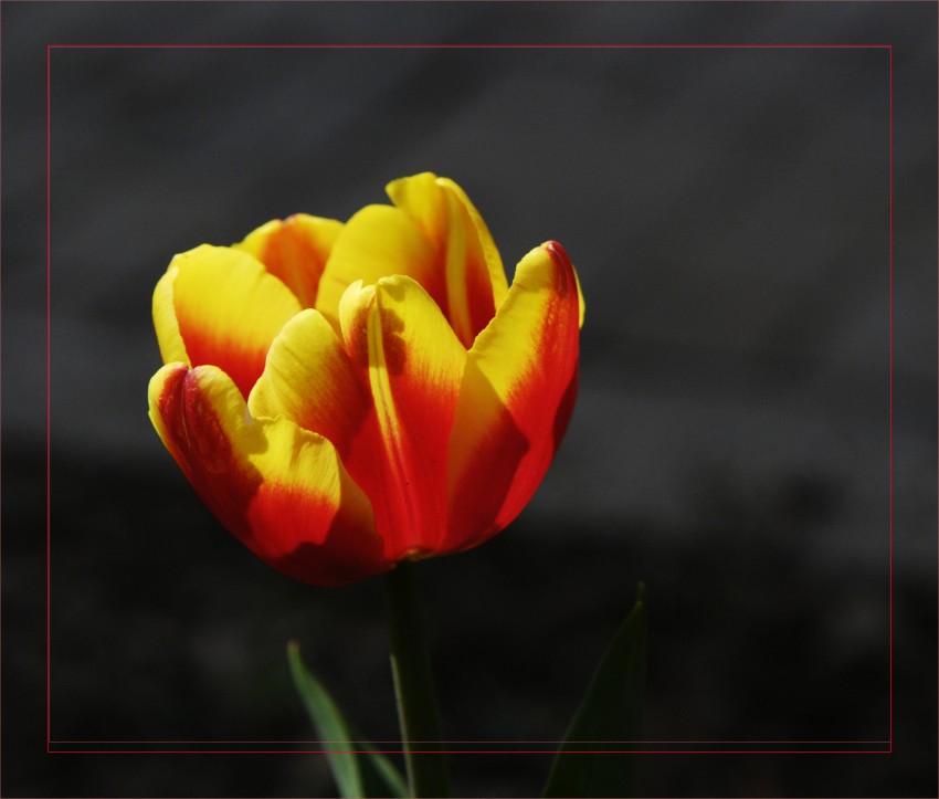 _DSC8864_conew1.JPG