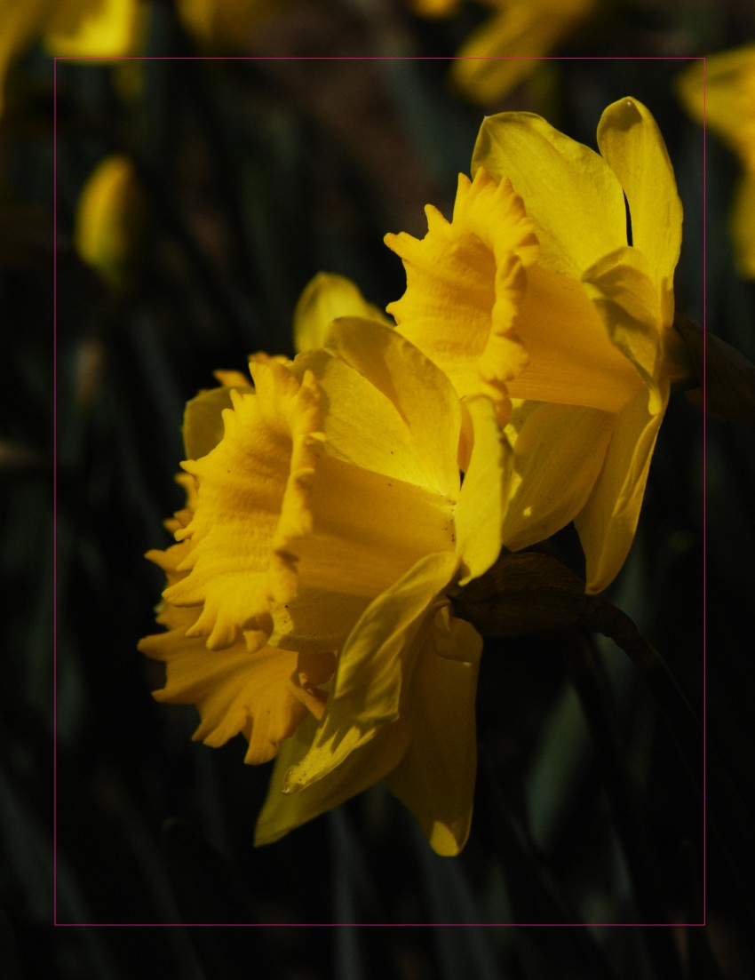 _DSC8866_conew1.JPG