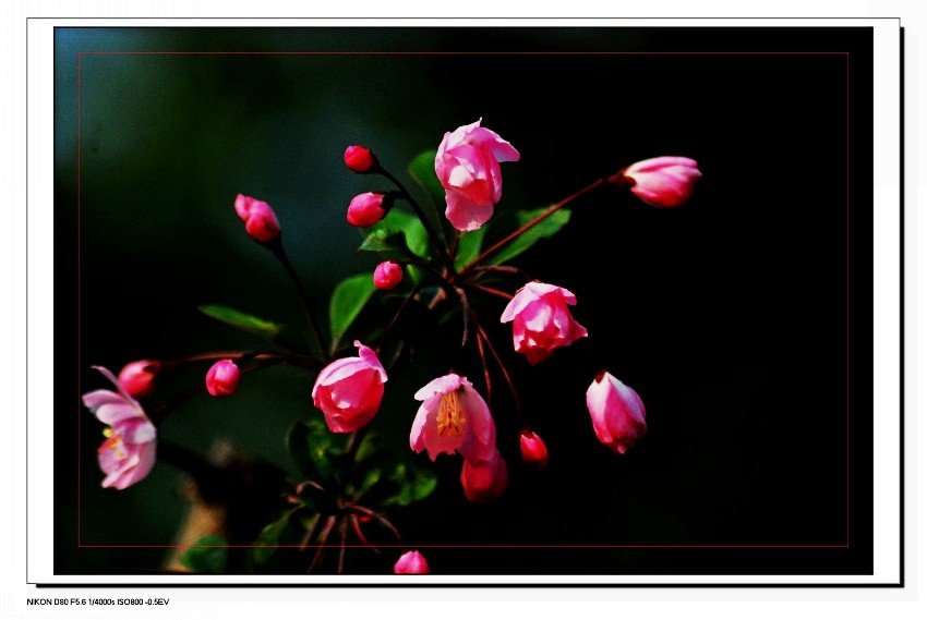 DSC_9018_conew2.JPG