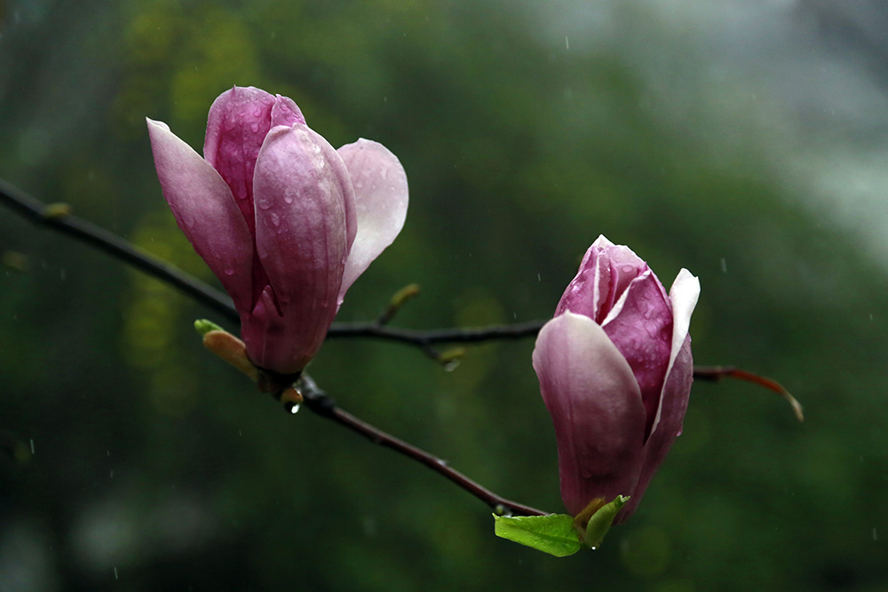_K8A0820.jpg