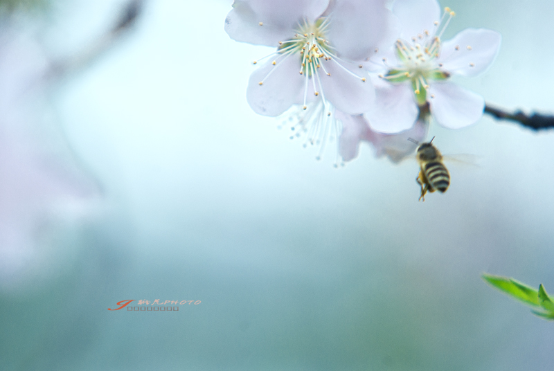 _IGP6038-1Ϊܶ-1.jpg