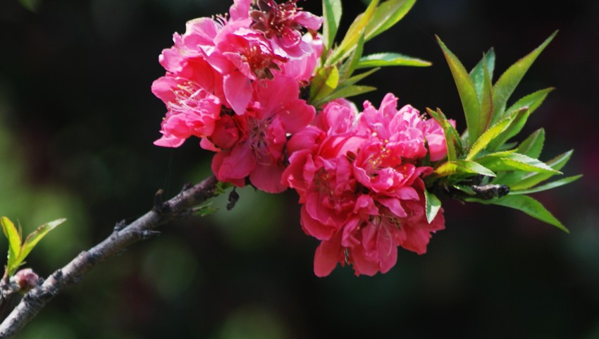 DSC_9226_conew1.JPG