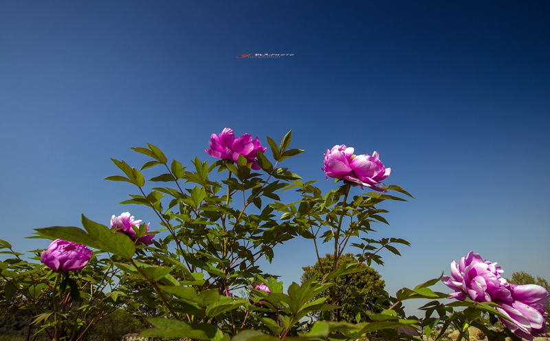 _IGP4643-1Ϊܶ-1.jpg