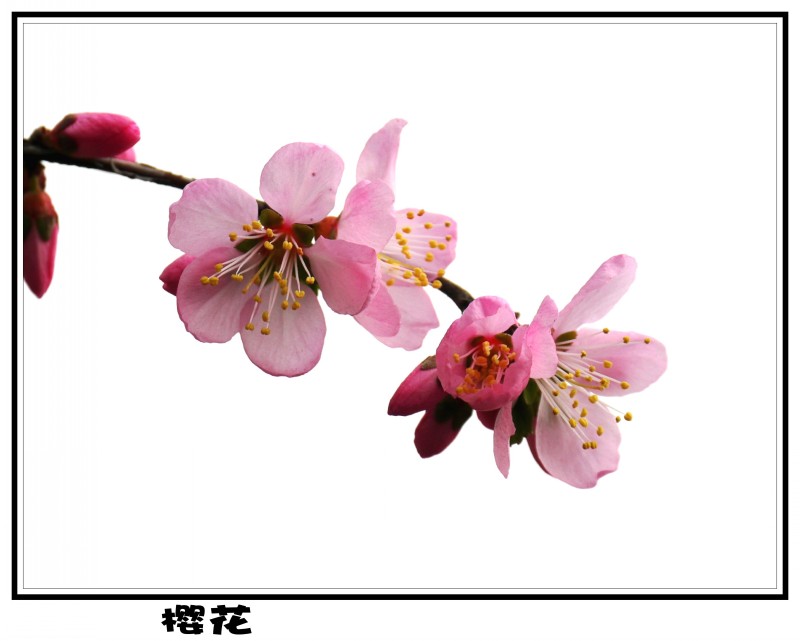΢һ