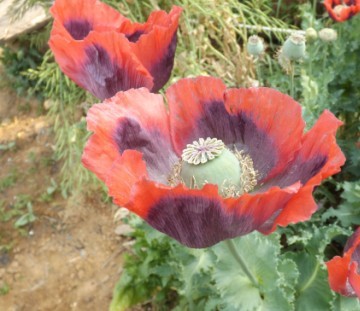 QQͼƬ20130509213445.jpg