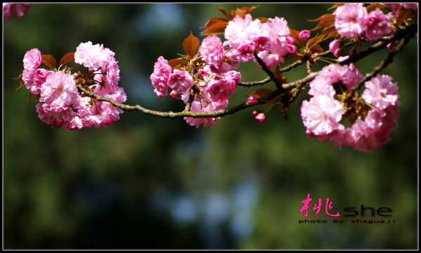 DSC07875.jpg