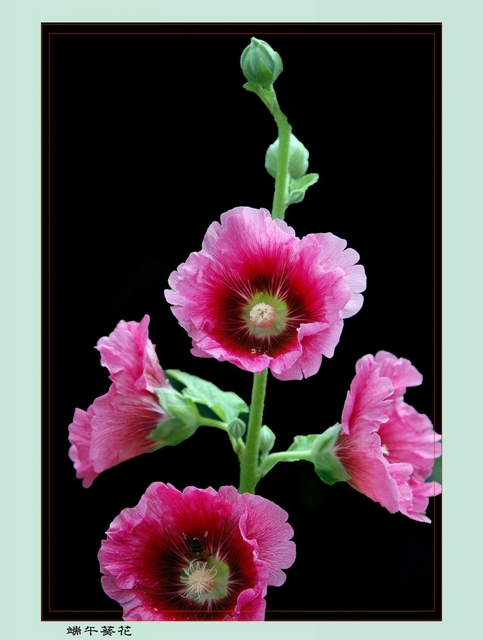 DSC_3929_conew2.JPG