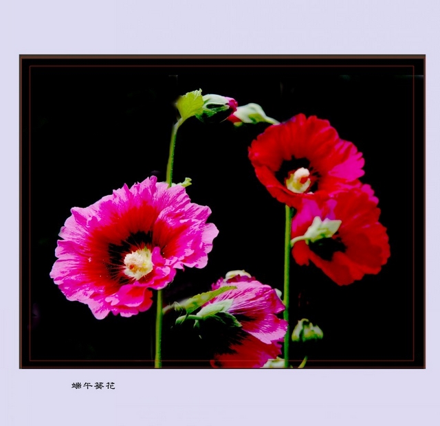 DSC_3928_conew3.JPG