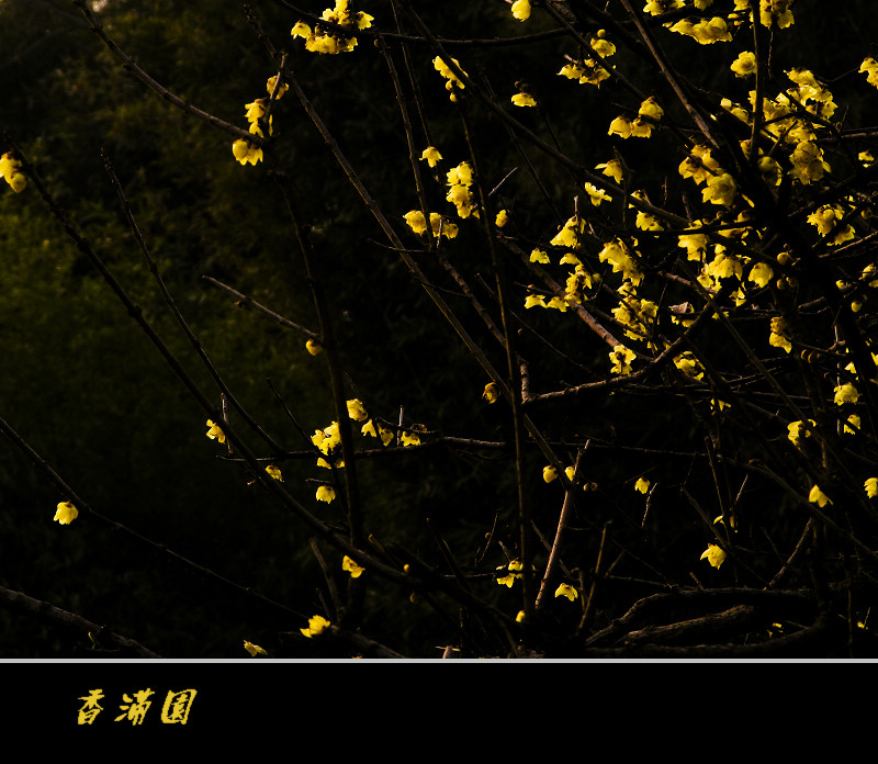 IMG_8598x.jpg