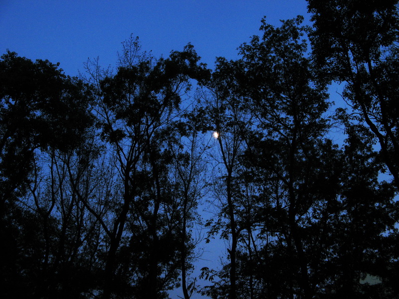 IMG_1297ps.jpg