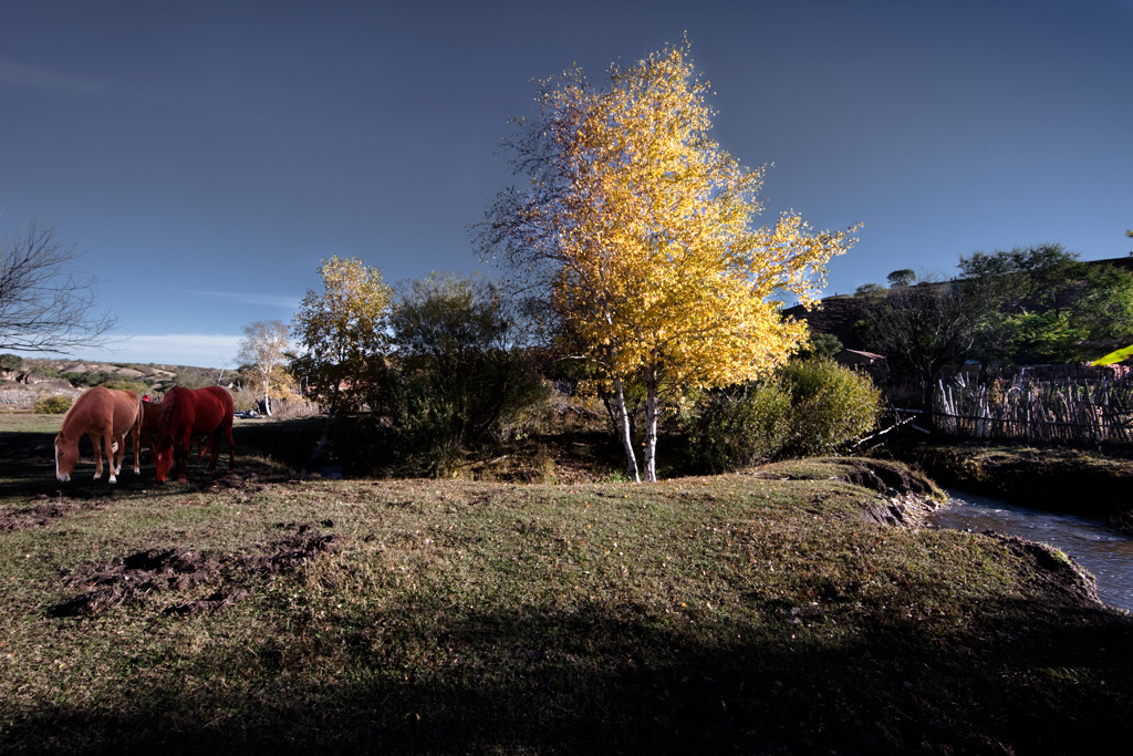 _MG_7008-ys-ɫ.jpg