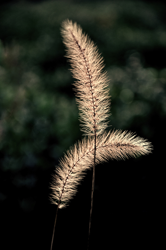 DSC_0055_1580.1.jpg