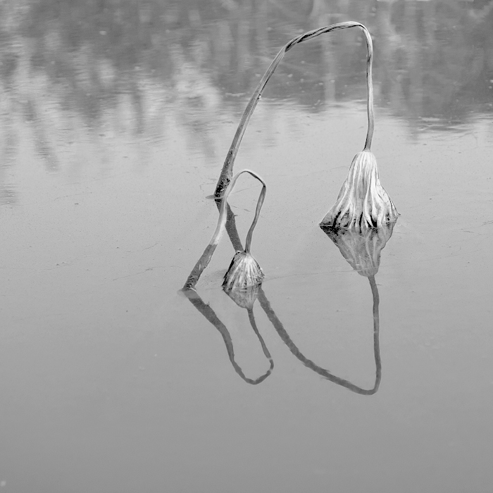 _DSC8539 .jpg