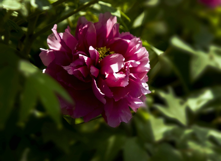 IMG_7223__a.jpg