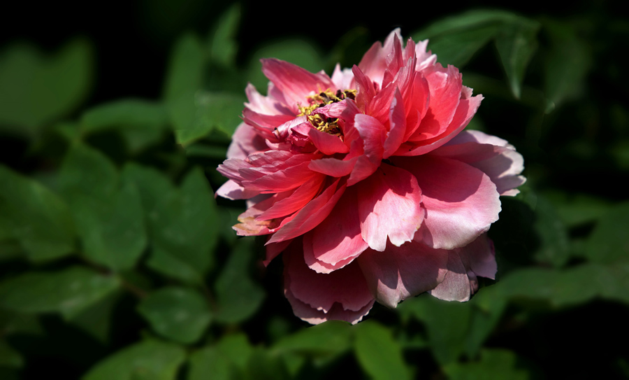 IMG_7241a_a.jpg