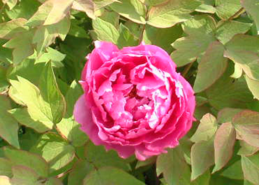 DSCF0066.JPG