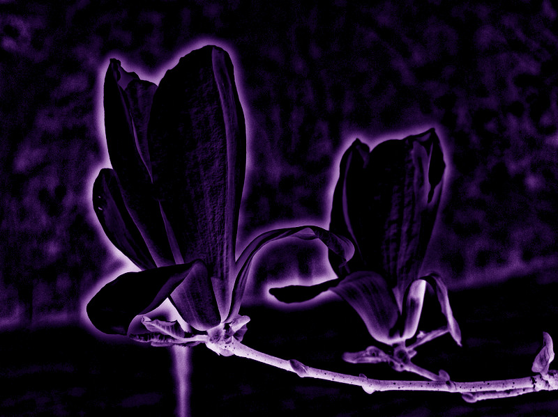 P1270475_.jpg