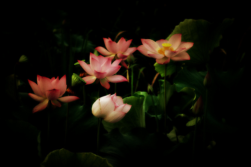 DSC_3487.jpg