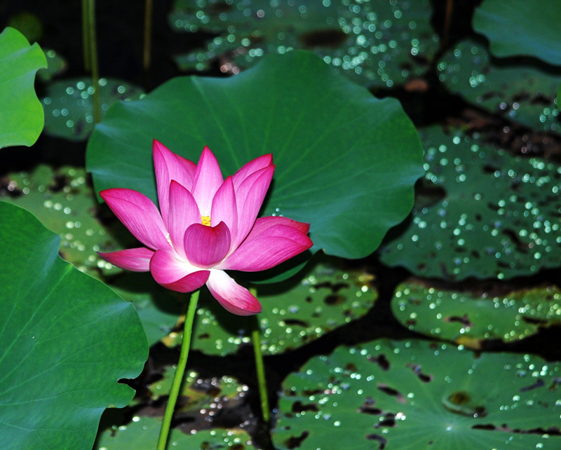 DSC_0006_conew1.JPG