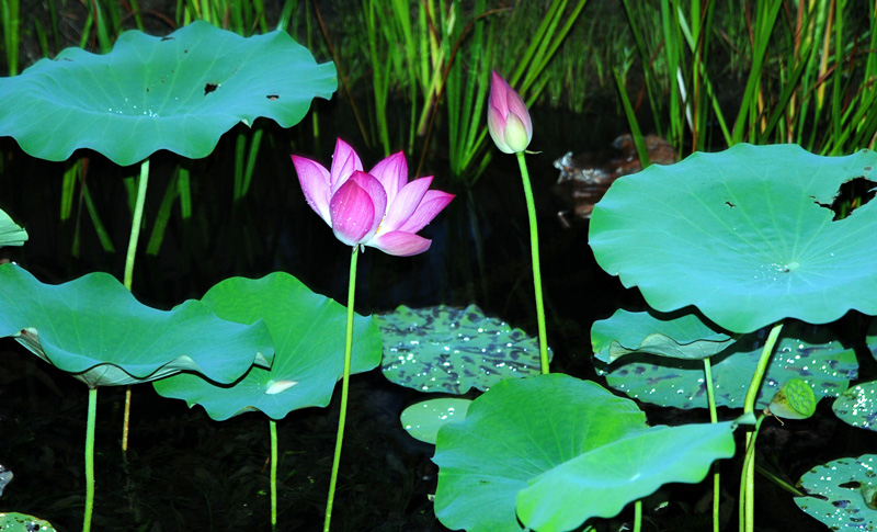 DSC_0007_conew1.jpg