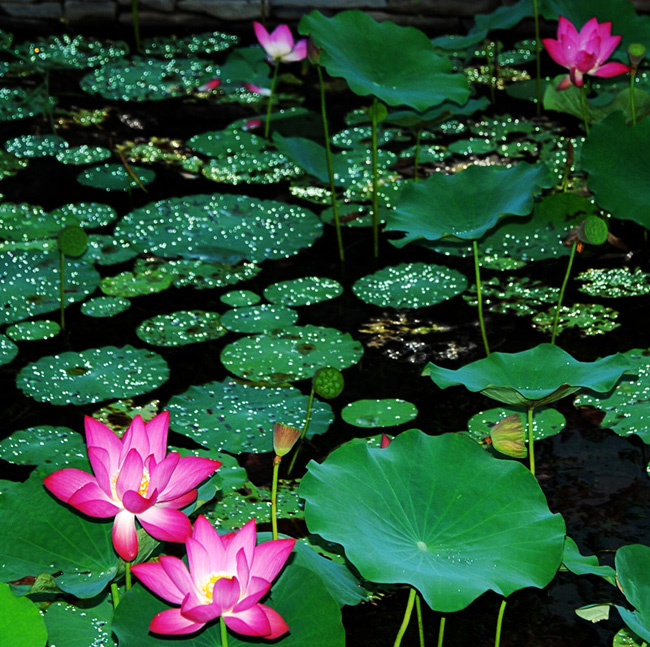 DSC_0028_conew1.jpg
