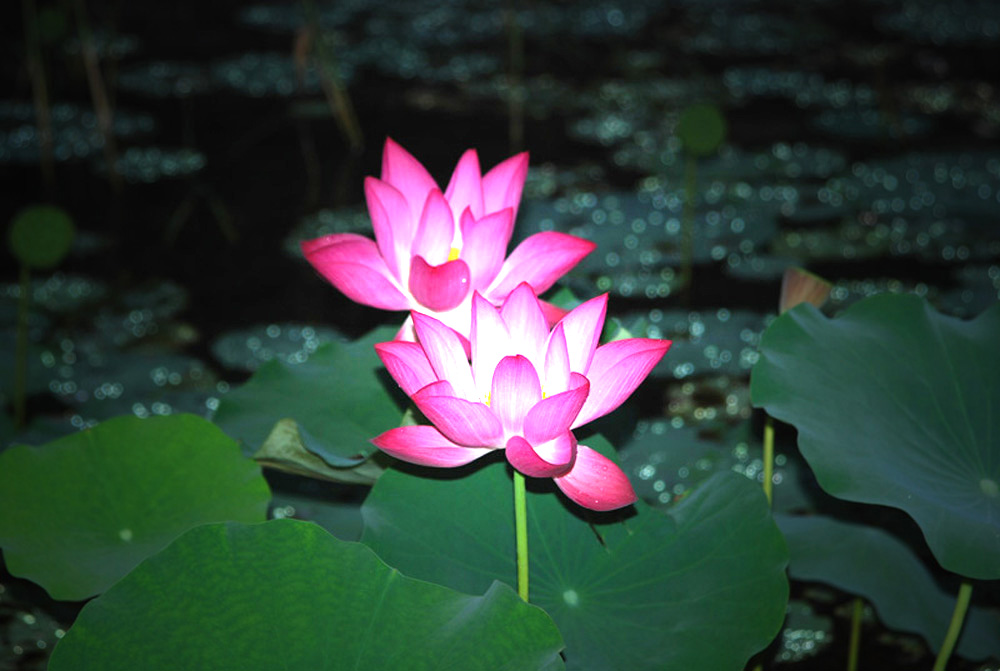 DSC_0024.JPG