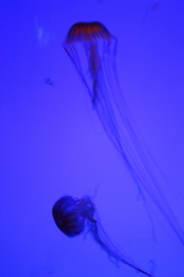 IMG_4165.jpg