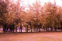 DSC01793_conew2.jpg