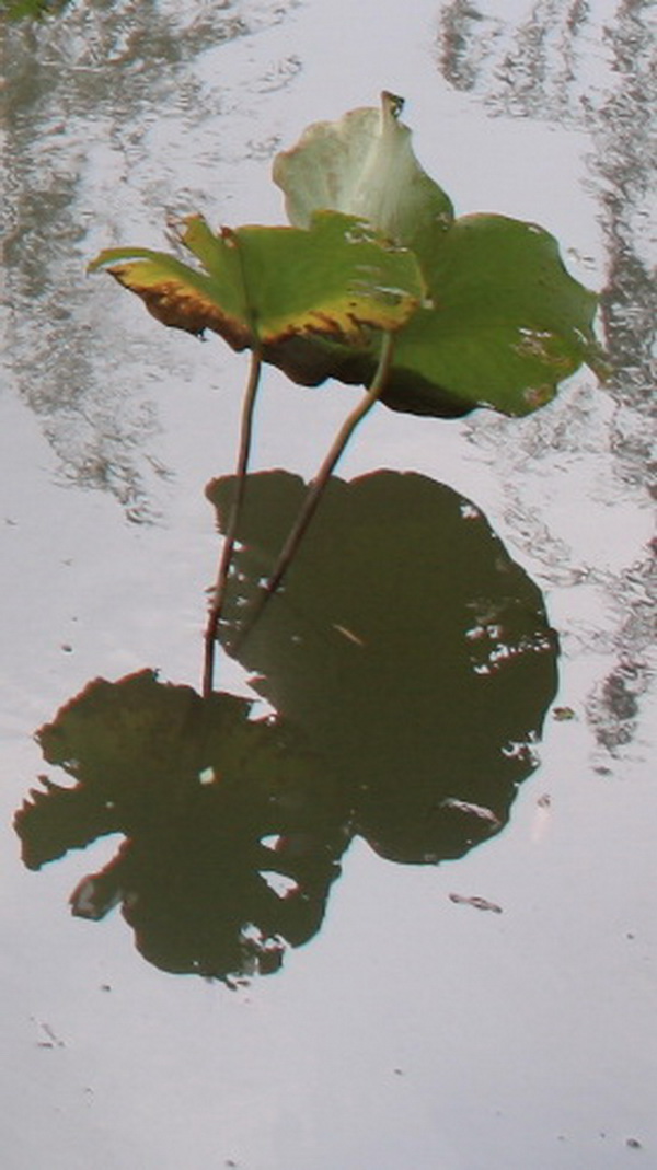  IMG_4569.jpg