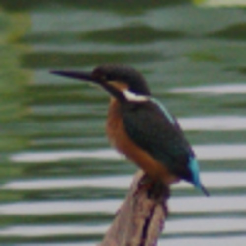 DSC00593_conew6.JPG