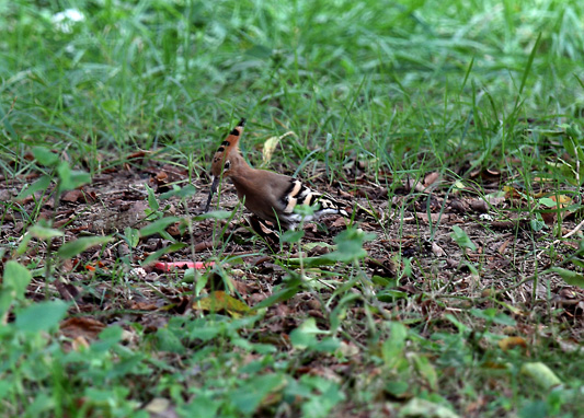_MG_3675 .jpg