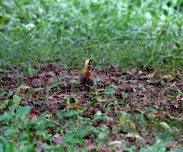 _MG_3672 .jpg