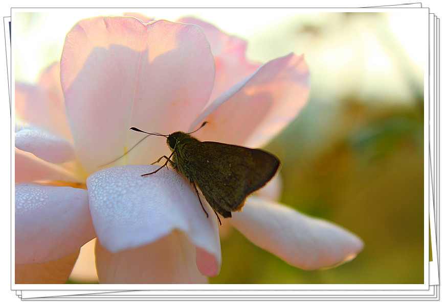 Ƭ 089_.jpg