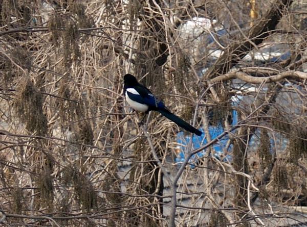 DSC05656_conew1.JPG