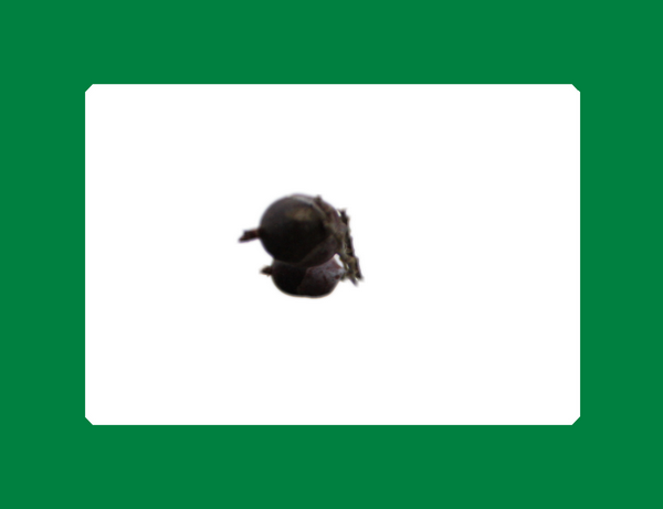 IMG_4855_1_conew1.png