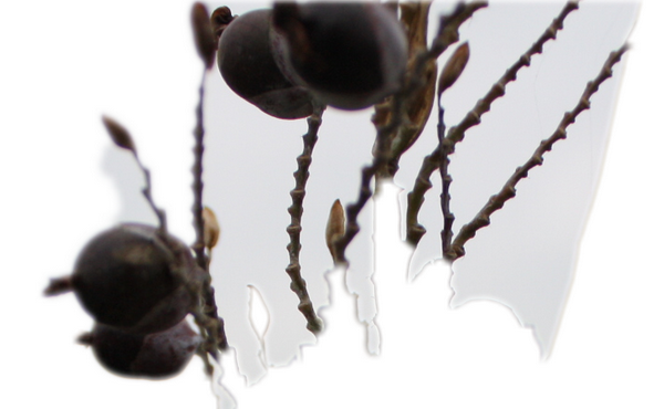 IMG_4855_1_conew3.png