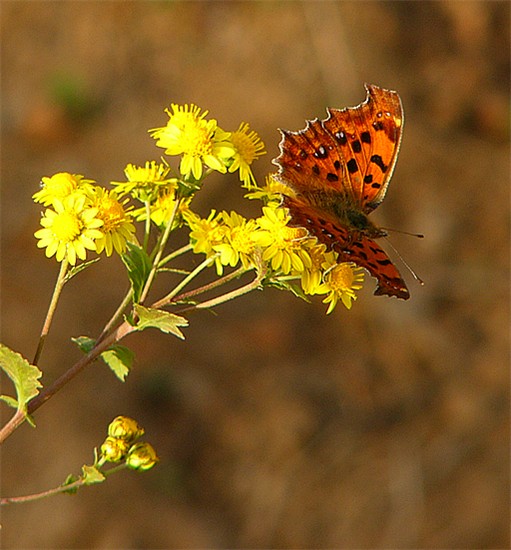 p1250088_..jpg